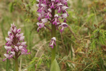 Orchis (55 fotografii) descriere, plantare și îngrijire, aplicație în design peisaj și medicină