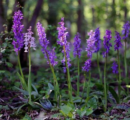 Orchis (55 fotó) leírás, telepítési és gondozási felhasználásra tereprendezés és az orvostudomány