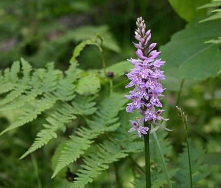 Orchis (55 fotó) leírás, telepítési és gondozási felhasználásra tereprendezés és az orvostudomány