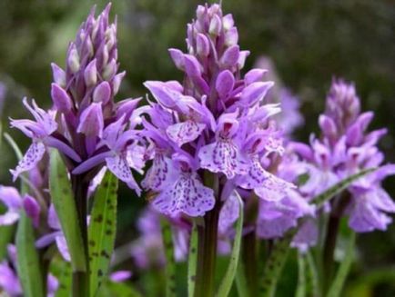 Orchis (55 fotografii) descriere, plantare și îngrijire, aplicație în design peisaj și medicină