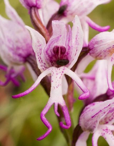 Orchis (55 fotografii) descriere, plantare și îngrijire, aplicație în design peisaj și medicină