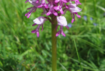 Orchis (55 fotografii) descriere, plantare și îngrijire, aplicație în design peisaj și medicină