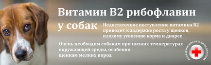 Захворювання і рекомендації для породи кокер спаніель