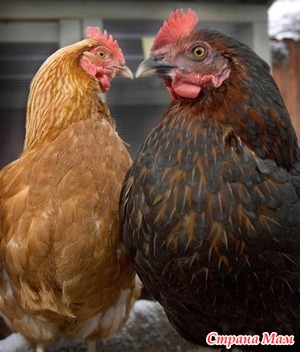 Защо имаме пилета от домашни птици - дома майките