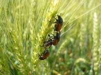 Захист посівів зернових від жука-кузьки
