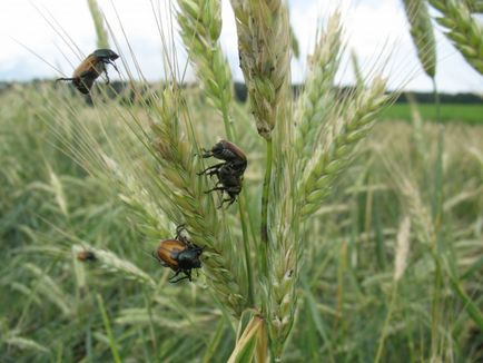 Захист посівів зернових від жука-кузьки