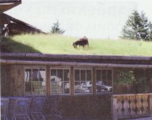 Зелена покрівля (газон на даху), блог любителя газону