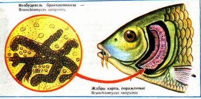 Gall rot, sau simptomele branmiomycosis, tratamentul și prevenirea