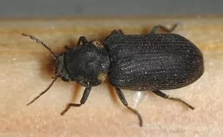 Beetle grinder - cum să detectați și să eliminați dăunătorul