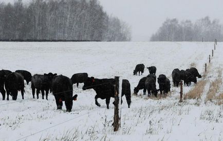 Întreținerea iarnă a vaci - agroxi