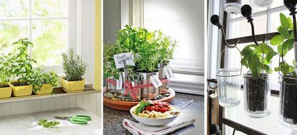 Cunoașteți și să puteți crește verdeața în bucătărie - inspirație