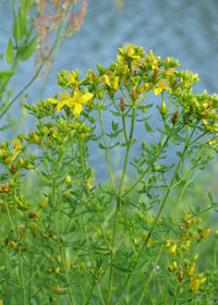 Hypericum perforat, proprietăți medicinale, aplicare, tratament