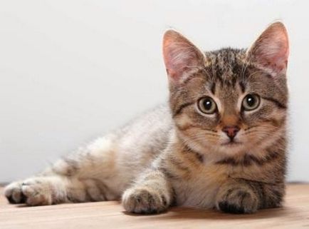 1000 sfaturi utile cum să înveți o pisică să meargă la toaletă într-un anumit loc