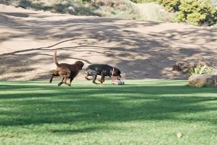 10 szétfűrészeléshez Kutyák 2. rész, a különböző tervezési (kutya) 10 Gadgets for Dogs 2. rész, a tervezési diverzitás