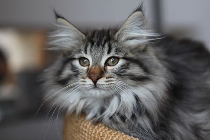 10 Дивних фактів про норвезької лісової кішки, журнал популярна механіка