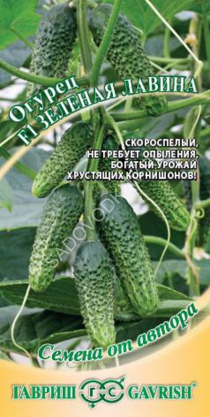 36287 - Огірок український смарагд f1 - огірок - регіональний центр садівник