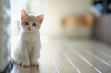 6 Вагомих причин, чому в будинку потрібна кішка