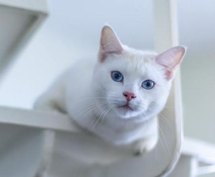 9 Abszolút szép fajta macskák, amelyek az óceán kék szeme