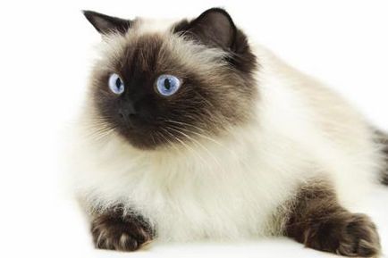 9 Абсолютно чудові породи кішок, які мають океан блакитні очі