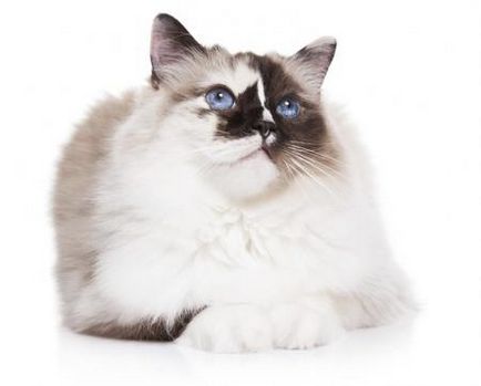 9 rase absolut magnifice de pisici care au ochi albastri ocean