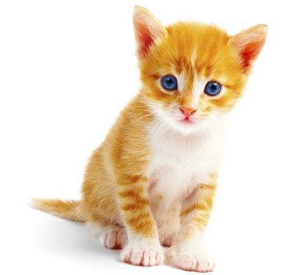 9 Абсолютно чудові породи кішок, які мають океан блакитні очі