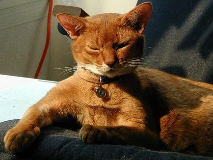 Абиссинская кішка особливості породи - блог ветклініки - Беланта