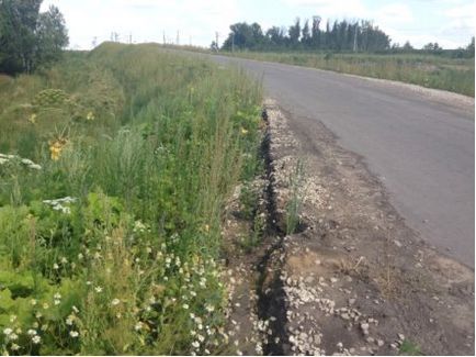 А що думає пан куцуров, блоха - інфо