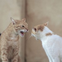 Pisicile agresive și zgârieturile ce trebuie să facă