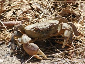 Crab acvarii - forum pentru acvarii