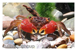 Crab acvarii - forum pentru acvarii