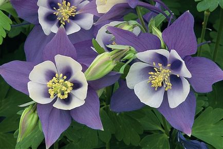 Aquilegia növekvő magról