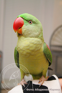 Олександрійські папуги - енциклопедія власника птиці