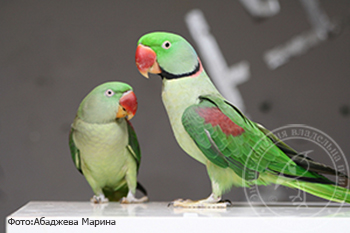 Олександрійські папуги - енциклопедія власника птиці
