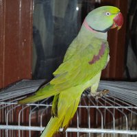 Олександрійські папуги особливості, утримання, догляд