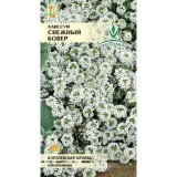 Alyssum, Lobularia