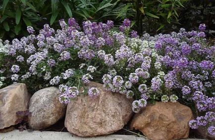 Alyssum ültetés és gondozás, a fajok és fajták (telepítési alyssum) Alyssum ültetés és gondozás, a fajok és fajták