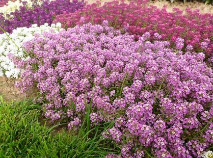 Alyssum ültetés és gondozás, a fajok és fajták (új fajták Alyssum) Alyssum ültetés és gondozás, a fajok és fajták