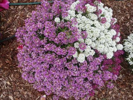 Plantarea și îngrijirea Alyssum, specii și soiuri