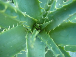 Aloe poate ajuta tusea și nasul la copii