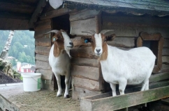 Rase alpine de capre descriere cu fotografie, descriere și recenzii