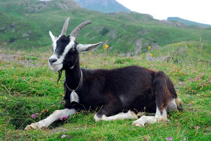 Capră alpină - descriere, caracteristici ale productivității, îngrijirii