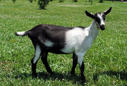 Ibex - egy leírást, a hatékonyság jellemzőit, a kezelés (leírás) Ibex - egy leírást, energiahatékonysági jellemzőit, gondozás