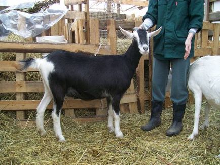 Альпійський козел - опис, характеристики продуктивності, догляд