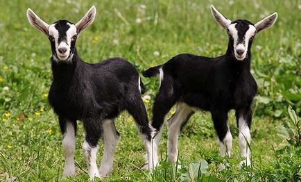 Ibex - egy leírást, energiahatékonysági jellemzőit, gondozás (kecske) Ibex - egy leírást, energiahatékonysági jellemzőit, gondozás