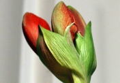 Valoarea Amaryllis a unei flori