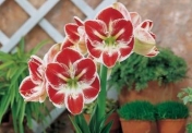 Valoarea Amaryllis a unei flori