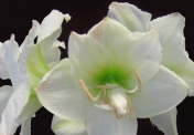 Valoarea Amaryllis a unei flori