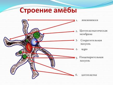 Амеба де мешкає і чим харчується