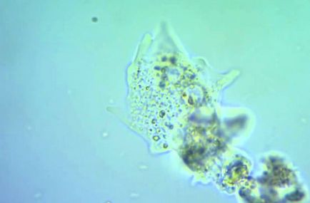 Amoeba sub microscop