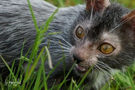 Az amerikaiak hozott egy új fajta macska-váltókar a Liko kutya szokásai
